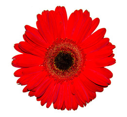 A beautiful red flower with white background
