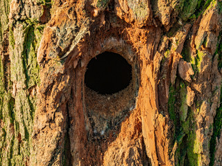 Hollow in the tree. Woodpecker's dwelling. Oak trunk with a hollow. Deck