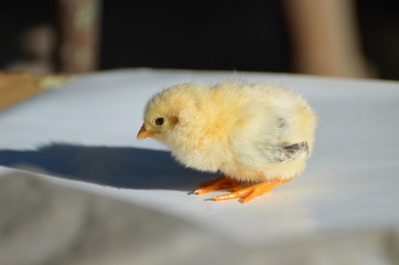 Close up yellow cute chick , farming,photo 