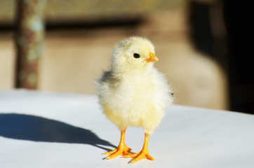 Close up yellow cute chick , farming,photo 