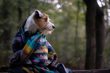 Parson Russell Terrier in Blanket - Portrait