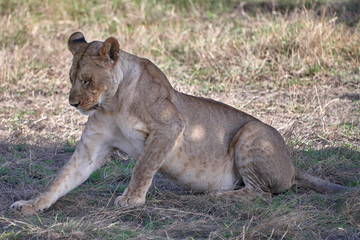 lions of Serengeti
