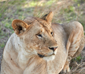 lions of Serengeti