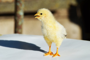 Close up yellow cute chick , farming,photo 
