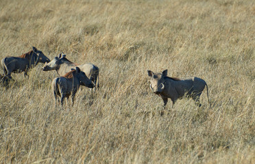 herd of wild boar