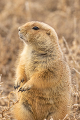 Cute Prairie Dog in Colorado