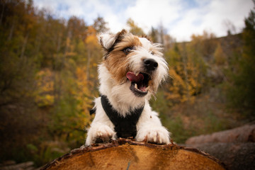 Parson Russell Terrier Autumn Portrait