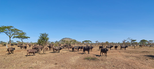 herd of buffalo