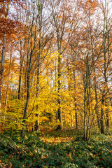autumn colors in the forest