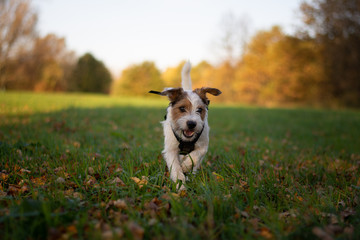 Parson Russell Terrier Autumn Portrait