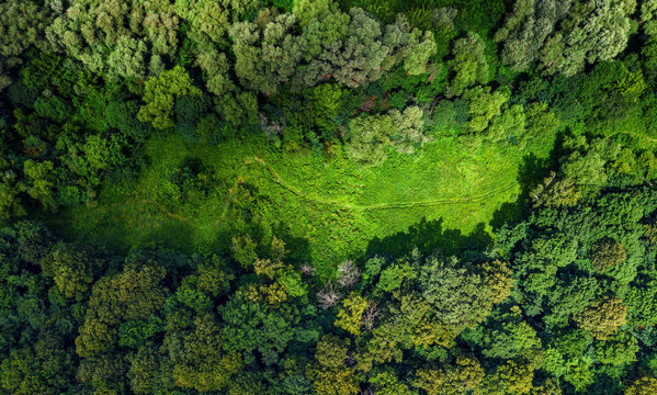 Aerial Forest View With Meadow