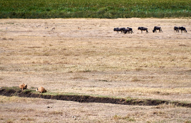 lions and wildebeests just before the hunt