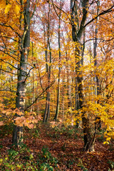 autumn colors in the forest