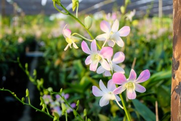 Obraz premium Pink orchid flowers blooming in farm