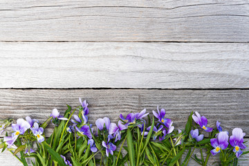 Bouquet of purple violets on wooden table. Old boards with garden flowers