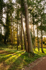 Obraz premium autumn colors in the forest