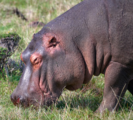 Hippo in ngorongoro