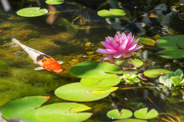 Koi in Pond