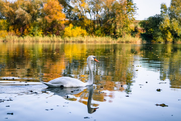 łabędzie nad stawem © Tomasz