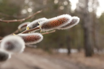 branch of willow