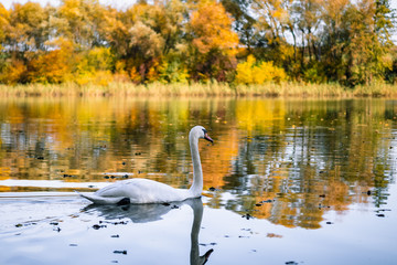 łabędzie nad stawem © Tomasz