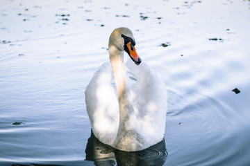 łabędzie nad stawem © Tomasz