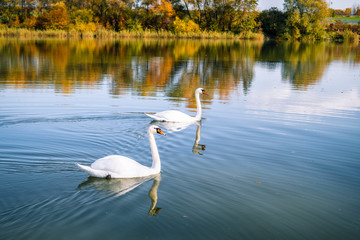 łabędzie nad stawem © Tomasz