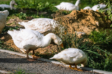 gęsi © Tomasz