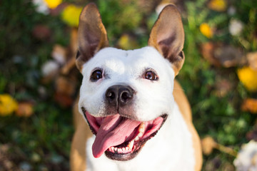 Portrait of a happy dog in the fall. Yellow bokeh background, autumn