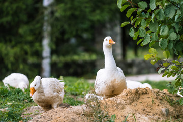 gęsi © Tomasz