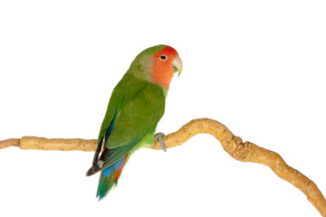 Beautiful lovebird on a branch