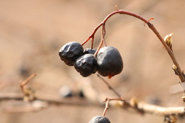 bunch of grapes