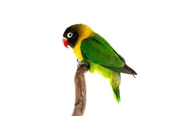Beautiful lovebird on a branch