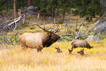 Elk Herd on a Beautiful Rocky Mountain Evening