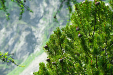 Cones on the green cedar. Coniferous plants and their seeds