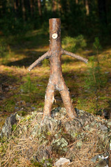 Необычная ветка. Почти Буратино.