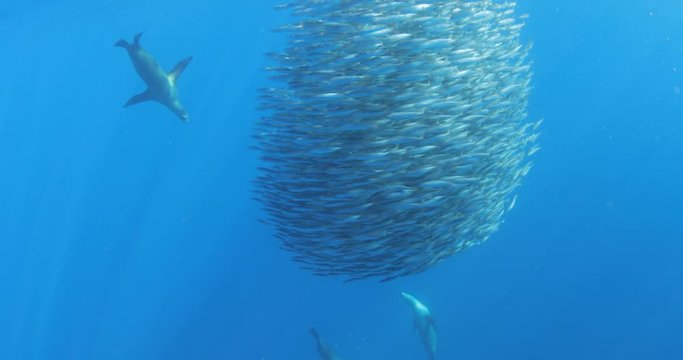 Californian Sea Lion hunting and feeding in a bait ball in Magdalena Bay, Baja california sur, Mexico.