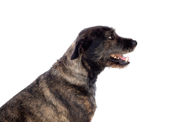 Fototapeta premium Brown dog