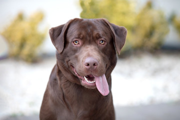 Portrait of a black Golden Retriever dog