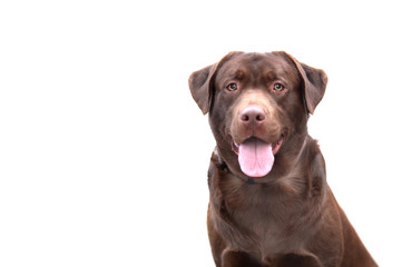 Portrait of a black Golden Retriever dog