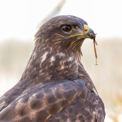Common mousetrap (Buteo buteo) portrait