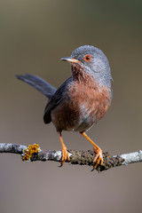 Dartford Warbler, Sylvia undata, single bird on a branch on uniform background.