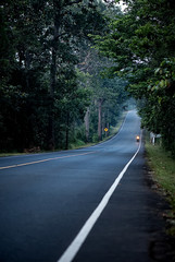 Fototapeta na wymiar Forests on both sides of the asphalt road 