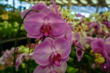 Phalaenopsis orchids in the garden