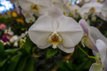 Phalaenopsis orchids in the garden
