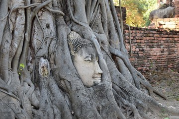 Fototapeta na wymiar Buddha sculpture in the tree in the Ayutthaya Ancient City, Thailand