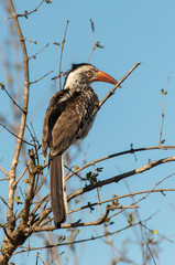 Calao à bec rouge,.Tockus erythrorhynchus, Northern Red billed Hornbill