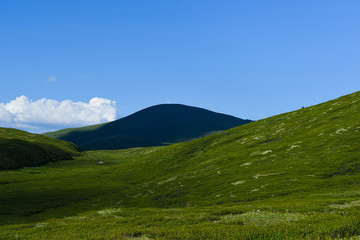 Fototapeta premium Gentle green hills. Mountain valley for pasture with soft slopes covered with green grass