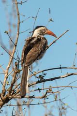 Calao à bec rouge,.Tockus erythrorhynchus, Northern Red billed Hornbill