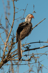 Calao à bec rouge,.Tockus erythrorhynchus, Northern Red billed Hornbill